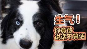 吃瓜剪辑狗,揭秘娱乐圈幕后趣闻