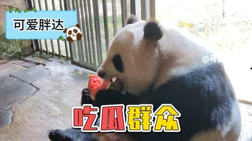熊喵来了吃瓜,一场吃瓜盛宴，揭秘娱乐圈幕后风云