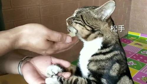 猫咪吃蜜瓜,探索猫咪对蜜瓜的喜爱与营养奥秘